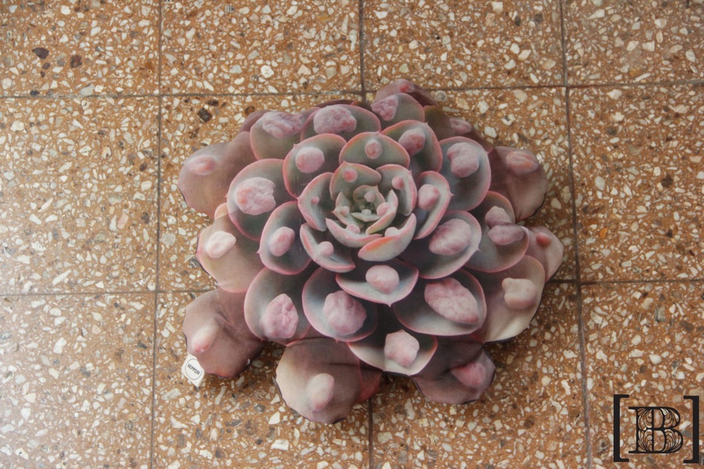 [XH00053] Almohadon suculenta