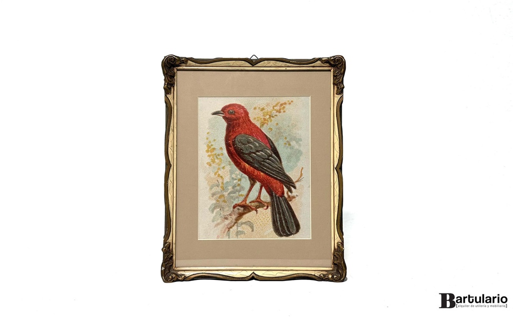 Cuadro Pajarito rojo
